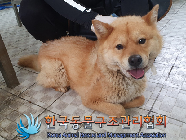 믹스견 이미지 파일 입니다.